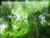 森・林・樹木のフリー写真素材　無料画像081