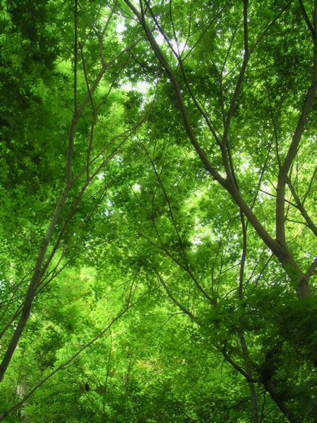 森・林・樹木のフリー写真素材　無料画像082