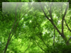 森・林・樹木のフリー写真素材　無料画像082