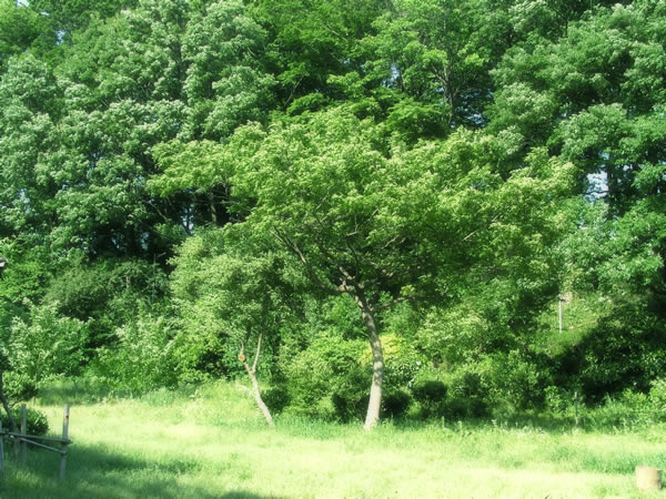 森・林・樹木のフリー写真素材　無料画像083