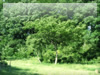 森・林・樹木のフリー写真素材　無料画像083