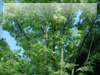 森・林・樹木のフリー写真素材　無料画像084　生田緑地