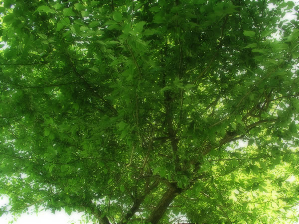 森・林・樹木のフリー写真素材　無料画像085
