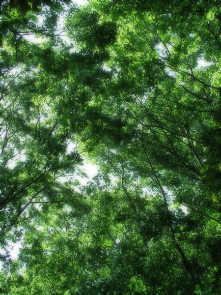 森・林・樹木のフリー写真素材　無料画像086