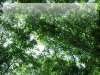 森・林・樹木のフリー写真素材　無料画像086　生田緑地