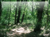 森・林・樹木のフリー写真素材　無料画像087　読売ランドの裏山