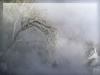 雲仙の枯れ木のフリー写真素材　無料画像