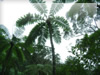 シダの木（ハワイ）のフリー写真素材　無料画像