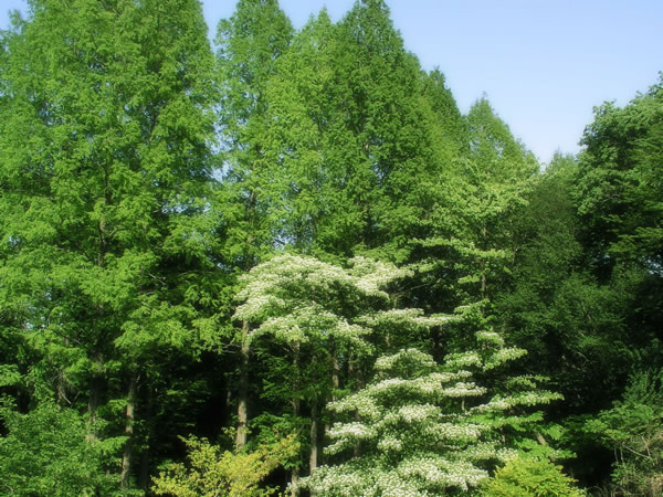 森・林・樹木のフリー写真素材　無料画像091