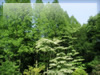 森・林・樹木のフリー写真素材　無料画像091　生田緑地