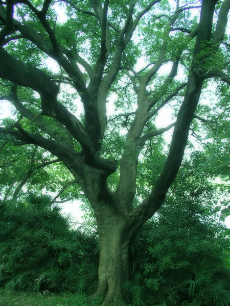 多摩川の巨木