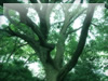森・林・樹木のフリー写真素材　無料画像094