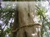 御神木のフリー写真素材　無料画像