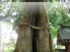 巨大な神木のフリー写真素材　無料画像