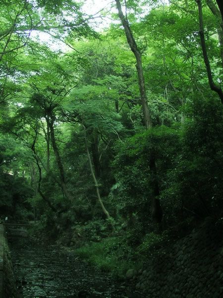 森・林・樹木のフリー写真素材　無料画像097