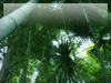 青々とした竹林のフリー写真素材　無料画像