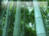 竹林のフリー写真素材　無料画像