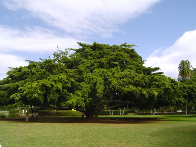 ハワイの巨木、モンキーポッドの木