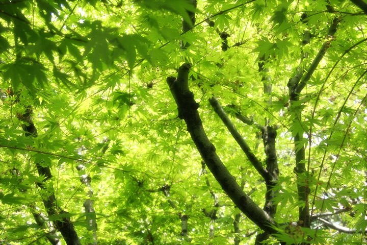 森林 樹木のフリー写真素材 無料画像213