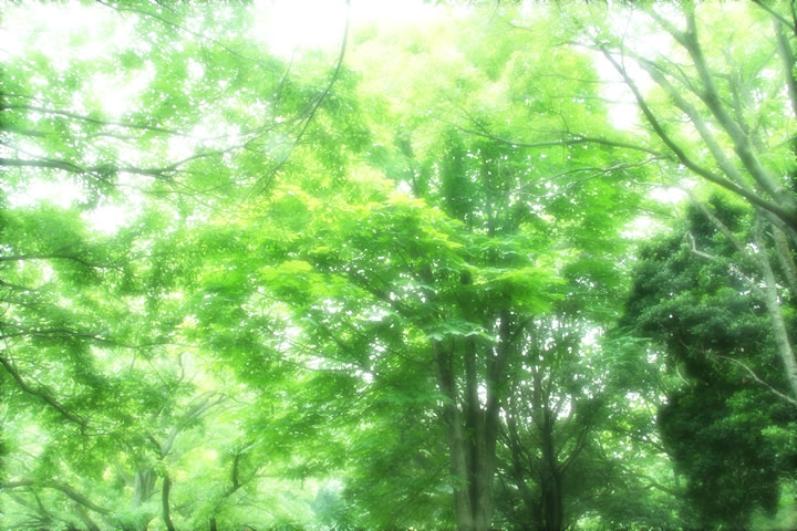 森林 樹木のフリー写真素材 無料画像238