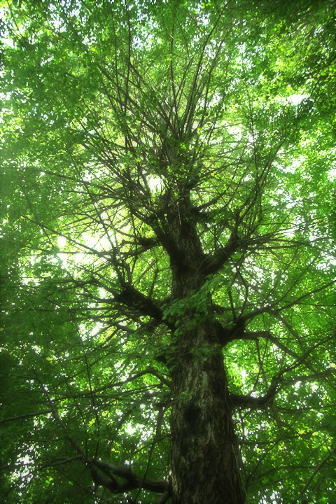 森林 樹木のフリー写真素材 無料画像240