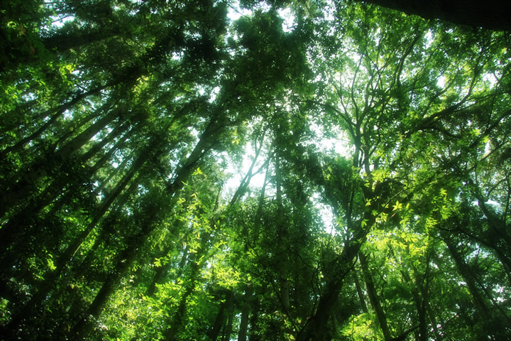 森林 樹木のフリー写真素材 無料画像263