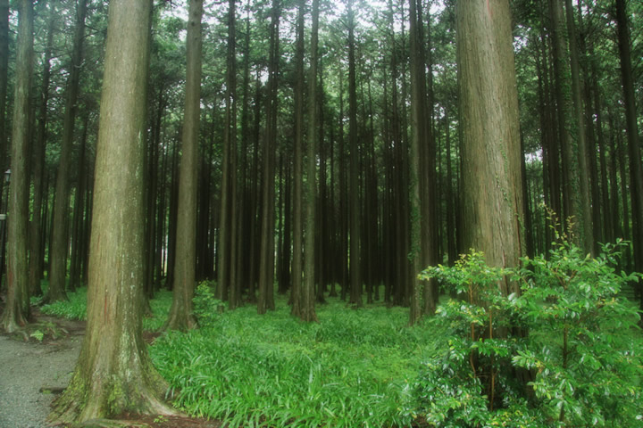 森林 樹木のフリー写真素材 無料画像266