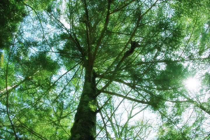 森林 樹木のフリー写真素材 無料画像267
