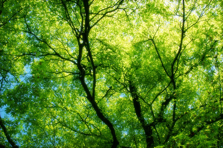 森林 樹木のフリー写真素材 無料画像270