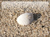 砂浜と白い貝殻のフリー写真素材