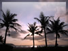 椰子（ヤシ）の木と夕日（沖縄、オクマビーチ）の無料写真素材