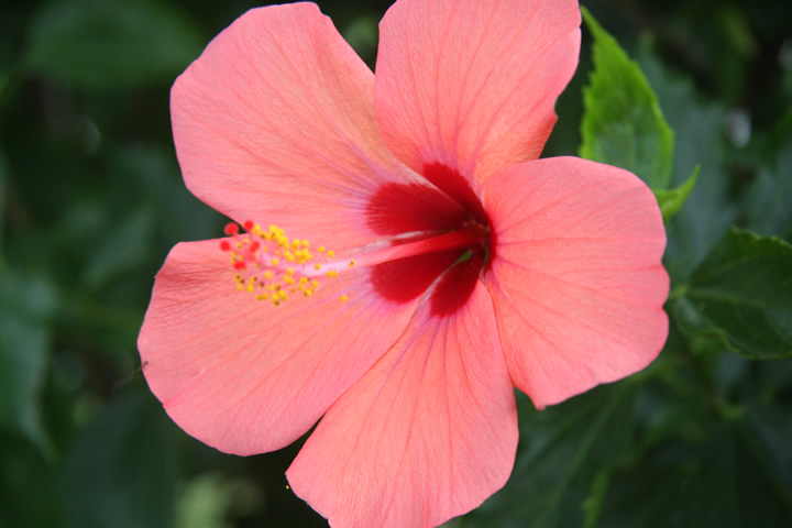 沖縄 ハイビスカスの花 のフリー写真素材