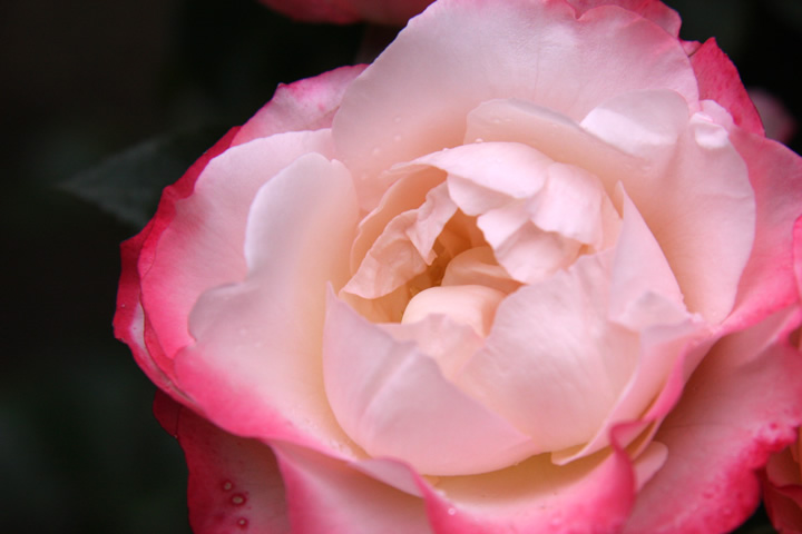 ノスタルジー01。薔薇図鑑・バラのフリー写真素材、無料画像003