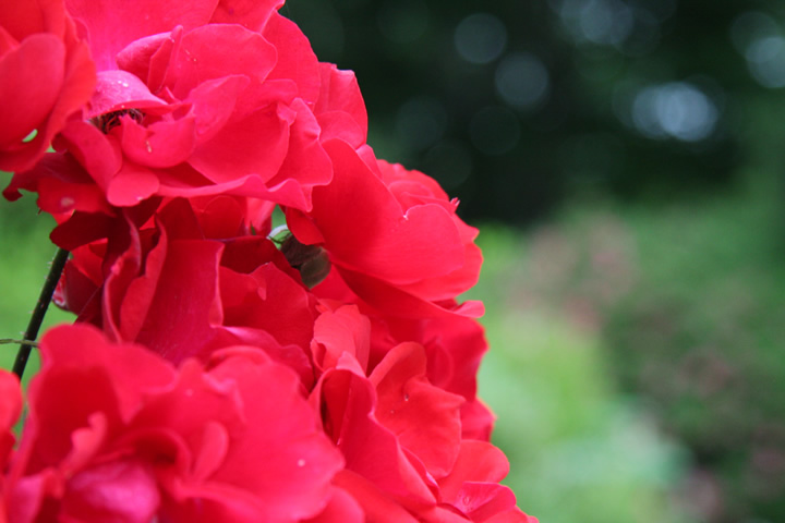アンダルシアン01。薔薇図鑑・バラのフリー写真素材、無料画像020