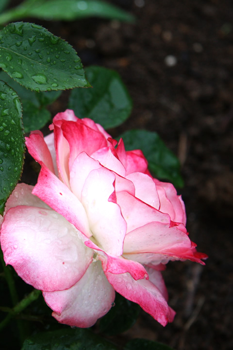 ニーナ　ナディン。薔薇図鑑・バラのフリー写真素材、無料画像034