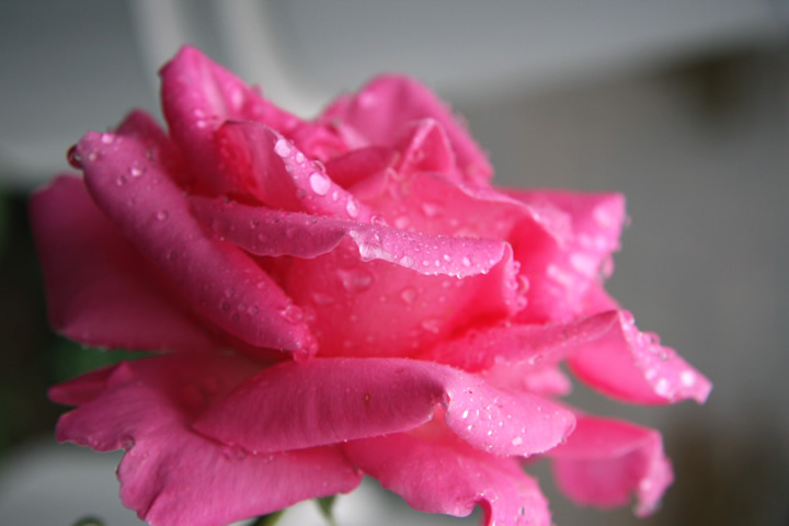 プリンセス・マーガレット。薔薇図鑑・バラのフリー写真素材、無料画像041