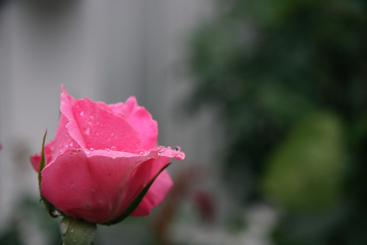 プリンセス・マーガレット 02。薔薇図鑑・バラのフリー写真素材、無料画像042