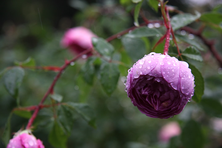 ウィズリー 薔薇図鑑 バラのフリー写真素材 無料画像045