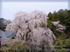 身延山久遠寺の枝垂桜