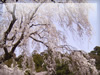 春・桜（サクラ）・お花見のフリー写真素材・無料画像004