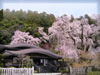 春・桜（サクラ）・お花見のフリー写真素材・無料画像005