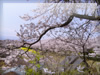 春・桜（サクラ）・お花見のフリー写真素材・無料画像006