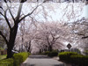 春・桜（サクラ）・お花見のフリー写真素材・無料画像007
