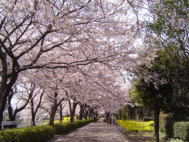 春 桜 お花見のフリー写真素材 無料画像008