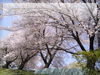 春・桜（サクラ）・お花見のフリー写真素材・無料画像009