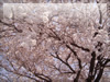 春・桜（サクラ）・お花見のフリー写真素材・無料画像011