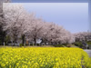 春・桜（サクラ）・お花見のフリー写真素材・無料画像012