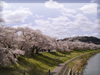 桜の名所、白石川沿いの千本桜