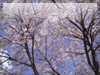 春・桜（サクラ）・お花見のフリー写真素材・無料画像017