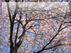 春・桜（サクラ）・お花見のフリー写真素材・無料画像018
